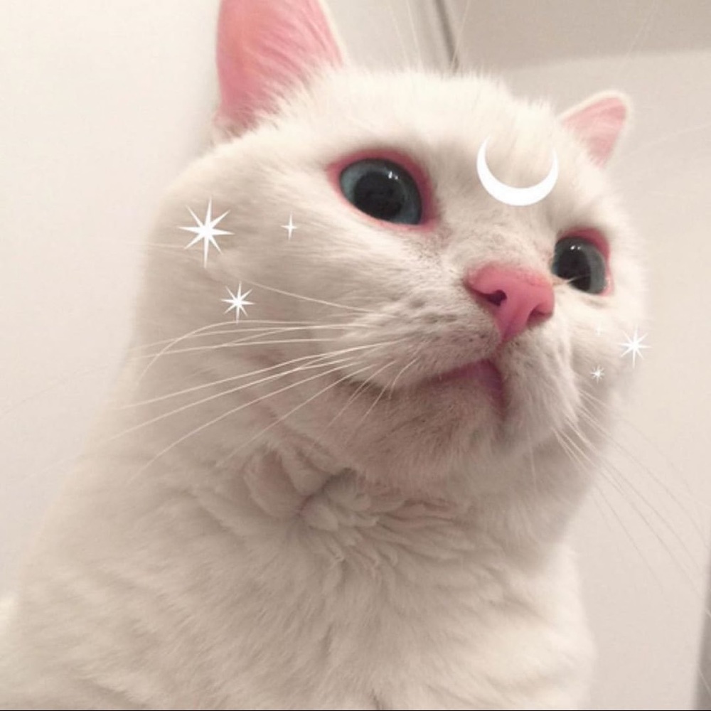 Meet your Posher, Mia